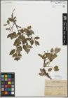 Foto von Salix myrsinifolia Salisb.